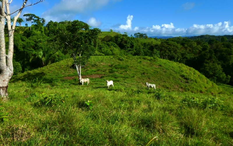 Finca Valle de Cascadas is an exclusive Property located in the heart of the mountains of la Esperanza, this 118,749 m² (29,34 acres) property offers an unparalleled setting