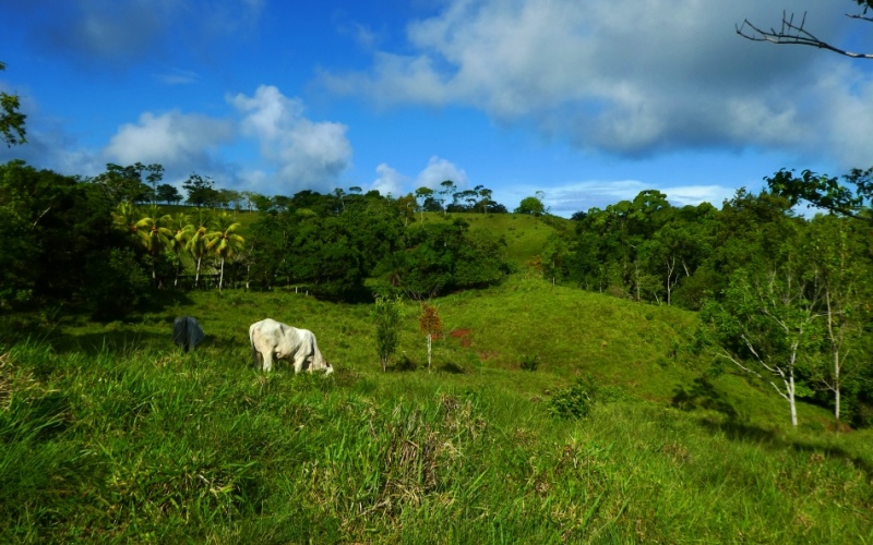 Finca Valle de Cascadas is an exclusive Property located in the heart of the mountains of la Esperanza, this 118,749 m² (29,34 acres) property offers an unparalleled setting