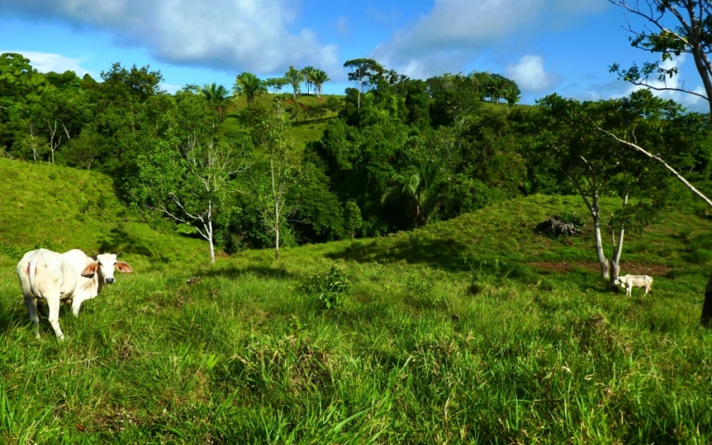 Finca Valle de Cascadas is an exclusive Property located in the heart of the mountains of la Esperanza, this 118,749 m² (29,34 acres) property offers an unparalleled setting