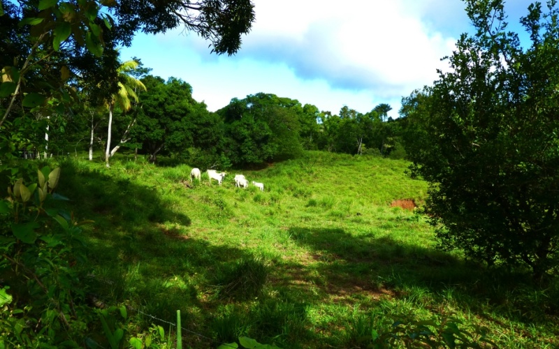 Finca Valle de Cascadas is an exclusive Property located in the heart of the mountains of la Esperanza, this 118,749 m² (29,34 acres) property offers an unparalleled setting