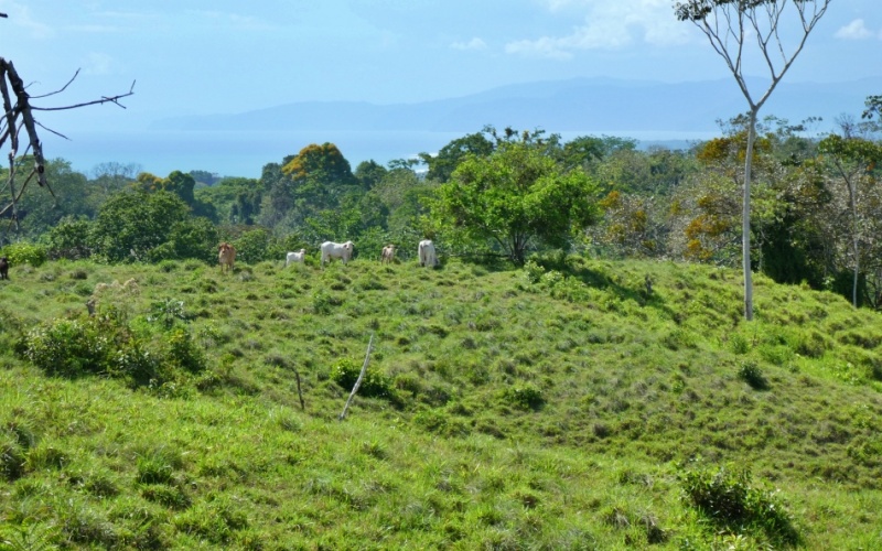 Natural Treasure with Ocean and Mountain View its a  Panoramic Estate in the Highlands of Cuervito: 143,704 m² of Privacy, Nature, and Spectacular Views