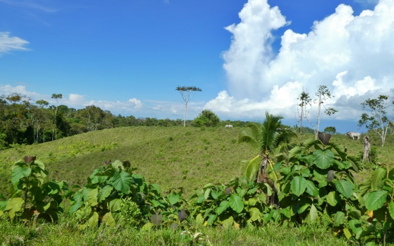 Natural Treasure with Ocean and Mountain View its a  Panoramic Estate in the Highlands of Cuervito: 143,704 m² of Privacy, Nature, and Spectacular Views