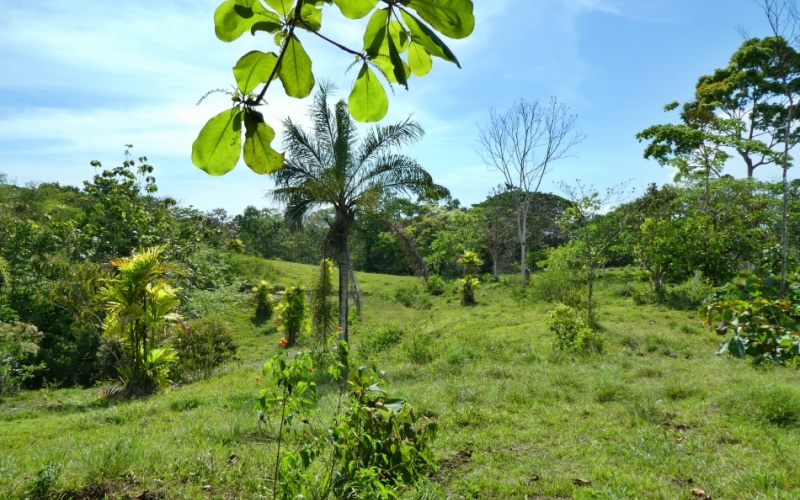 Natural Treasure with Ocean and Mountain View its a  Panoramic Estate in the Highlands of Cuervito: 143,704 m² of Privacy, Nature, and Spectacular Views