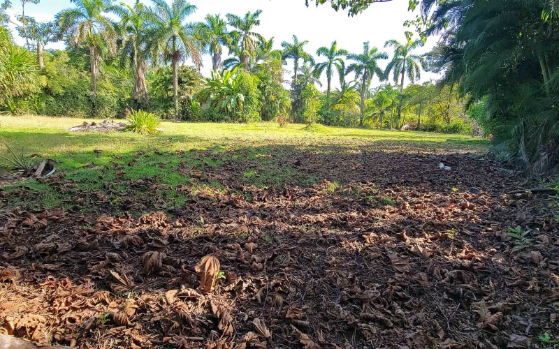 Beachfront lot, Beach lot, For sale, Real Estate, Pavones Real Estate, Pavones Point Real Estate, Glamping site for sale, maritime zone property. Pavones Costa Rica land, land for sale, realtor, real estate agent