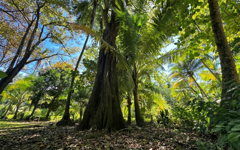 Coastal Lot Paradise in La Piña de Pavones – Just Steps from the Beach