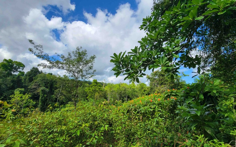 Pilon, langostino, Pavones,  Real Estate, For sale, Land, Lots, lot for sale,  Costa Rica