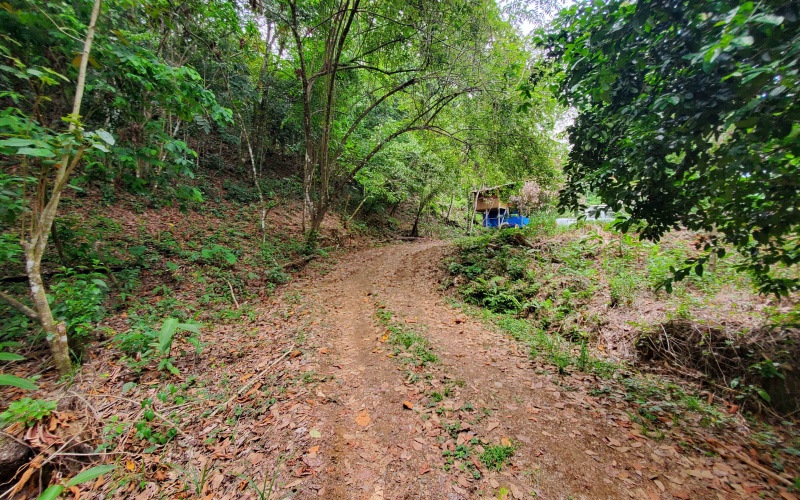 Pavones real estate, Properties for sale in Pavones, Pavones Costa Rica, land for sale, Pavones, Pilon, Punta Banco, Jungle land, Beach property, Surf Property