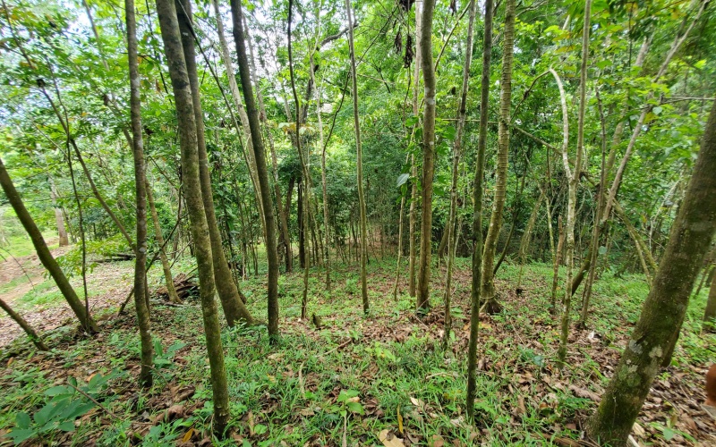 Pavones real estate, Properties for sale in Pavones, Pavones Costa Rica, land for sale, Pavones, Pilon, Punta Banco, Jungle land, Beach property, Surf Property