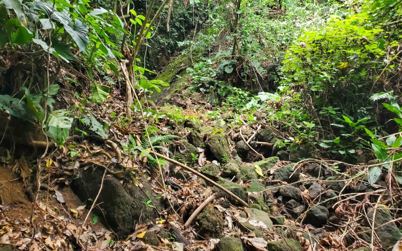 Pavones real estate, Properties for sale in Pavones, Pavones Costa Rica, land for sale, Pavones, Pilon, Punta Banco, Jungle land, Beach property, Surf Property