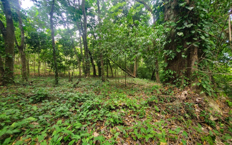 Pavones real estate, Properties for sale in Pavones, Pavones Costa Rica, land for sale, Pavones, Pilon, Punta Banco, Jungle land, Beach property, Surf Property