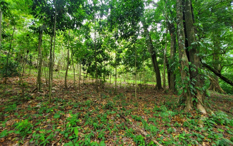 Pavones real estate, Properties for sale in Pavones, Pavones Costa Rica, land for sale, Pavones, Pilon, Punta Banco, Jungle land, Beach property, Surf Property