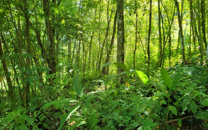 Pavones real estate, Properties for sale in Pavones, Pavones Costa Rica, land for sale, Pavones, Pilon, Punta Banco, Jungle land, Beach property, Surf Property