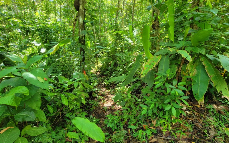 Pavones real estate, Properties for sale in Pavones, Pavones Costa Rica, land for sale, Pavones, Pilon, Punta Banco, Jungle land, Beach property, Surf Property