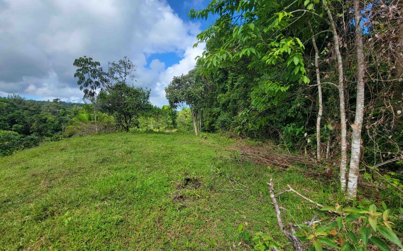 Cuervito land for sale, Pavones real estate, Costa Rica mountain view lot, Altos del Bosque, Pilon surf property, jungle land Costa Rica, buildable lot Pavones, Southern Zone Costa Rica real estate, ocean and mountain lot, off-grid Costa Rica
