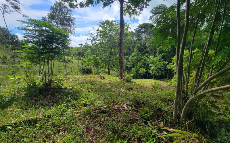 Cuervito land for sale, Pavones real estate, Costa Rica mountain view lot, Altos del Bosque, Pilon surf property, jungle land Costa Rica, buildable lot Pavones, Southern Zone Costa Rica real estate, ocean and mountain lot, off-grid Costa Rica
