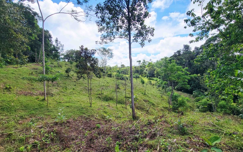 Cuervito land for sale, Pavones real estate, Costa Rica mountain view lot, Altos del Bosque, Pilon surf property, jungle land Costa Rica, buildable lot Pavones, Southern Zone Costa Rica real estate, ocean and mountain lot, off-grid Costa Rica
