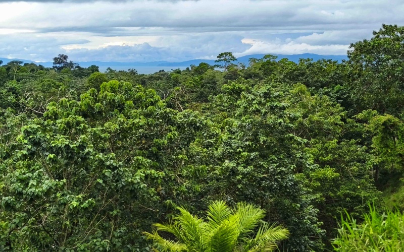Cuervito land for sale, Pavones ocean view property, Golfo Dulce real estate, Costa Rica estate lot, Pilón beach nearby, Pavones mountain land, Land for sale, Costa Rica