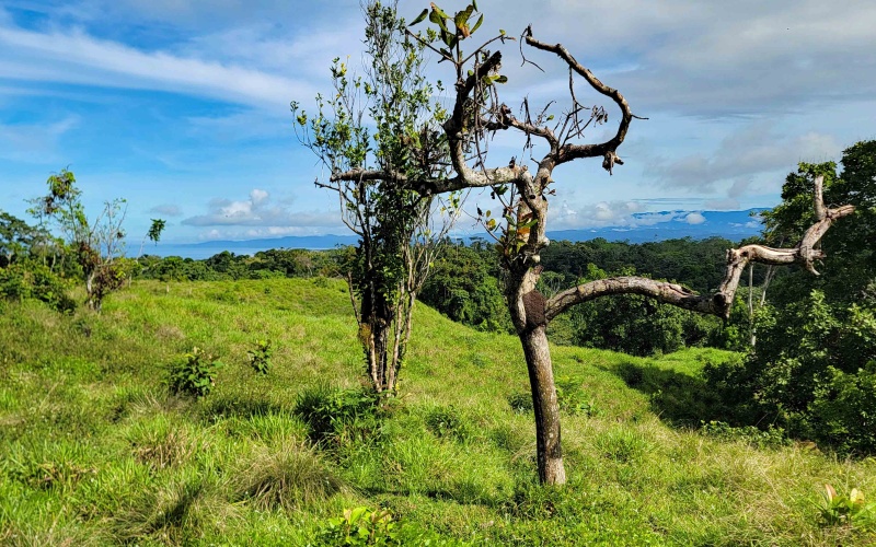Cuervito Costa Rica real estate, Pavones land for sale, Pilon property for sale, ocean view estate Costa Rica, farm for sale Pavones, Rio Cuervito land, Pavones mountain view, Pavones surf property, Golfo Dulce real estate, Pavones development land