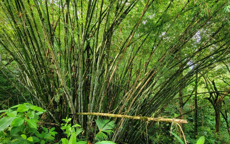 Cuervito Costa Rica real estate, Pavones land for sale, Pilon property for sale, ocean view estate Costa Rica, farm for sale Pavones, Rio Cuervito land, Pavones mountain view, Pavones surf property, Golfo Dulce real estate, Pavones development land