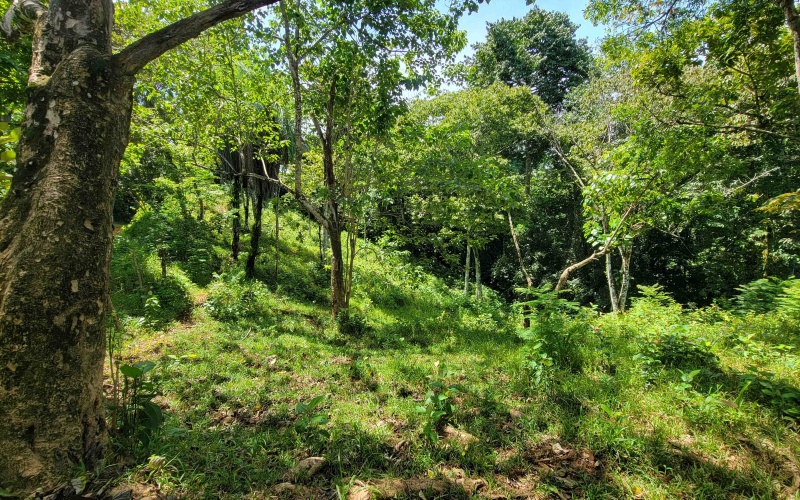 Pavones property, Cuervito lot for sale, Playa Pilon real estate, Pavones Costa Rica land, surf property Costa Rica, Pavones mountain lot