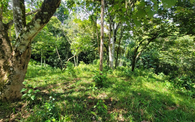 Pavones property, Cuervito lot for sale, Playa Pilon real estate, Pavones Costa Rica land, surf property Costa Rica, Pavones mountain lot