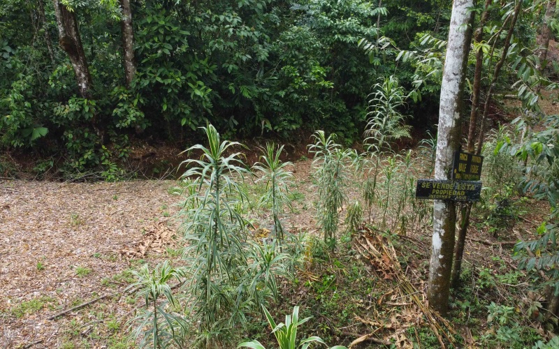 Costa Rica Conservation Land,  Eco-Lodge For Sale Golfito, 168 Acres Titled Jungle, Sustainable Real Estate Costa Rica, Private Waterfalls Golfito, Biological Corridor Property