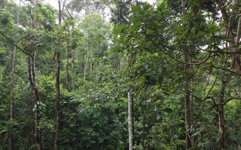 Costa Rica Conservation Land,  Eco-Lodge For Sale Golfito, 168 Acres Titled Jungle, Sustainable Real Estate Costa Rica, Private Waterfalls Golfito, Biological Corridor Property