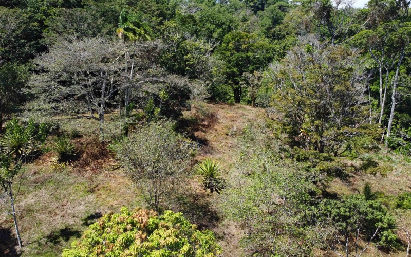 Costa Rica Conservation Land,  Eco-Lodge For Sale Golfito, 168 Acres Titled Jungle, Sustainable Real Estate Costa Rica, Private Waterfalls Golfito, Biological Corridor Property