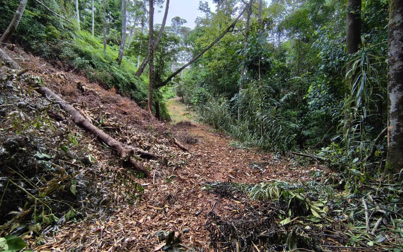 Costa Rica Conservation Land,  Eco-Lodge For Sale Golfito, 168 Acres Titled Jungle, Sustainable Real Estate Costa Rica, Private Waterfalls Golfito, Biological Corridor Property