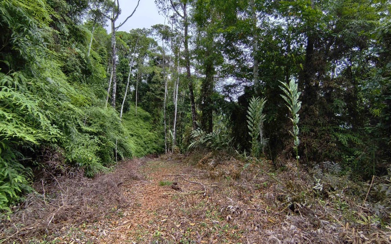 Costa Rica Conservation Land,  Eco-Lodge For Sale Golfito, 168 Acres Titled Jungle, Sustainable Real Estate Costa Rica, Private Waterfalls Golfito, Biological Corridor Property