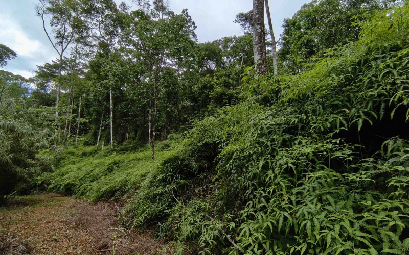 Costa Rica Conservation Land,  Eco-Lodge For Sale Golfito, 168 Acres Titled Jungle, Sustainable Real Estate Costa Rica, Private Waterfalls Golfito, Biological Corridor Property