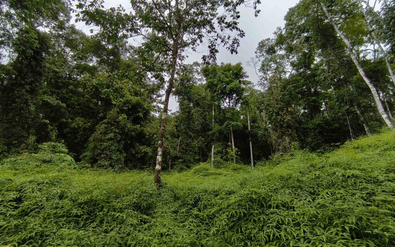 Costa Rica Conservation Land,  Eco-Lodge For Sale Golfito, 168 Acres Titled Jungle, Sustainable Real Estate Costa Rica, Private Waterfalls Golfito, Biological Corridor Property