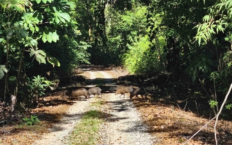 Costa Rica Conservation Land,  Eco-Lodge For Sale Golfito, 168 Acres Titled Jungle, Sustainable Real Estate Costa Rica, Private Waterfalls Golfito, Biological Corridor Property