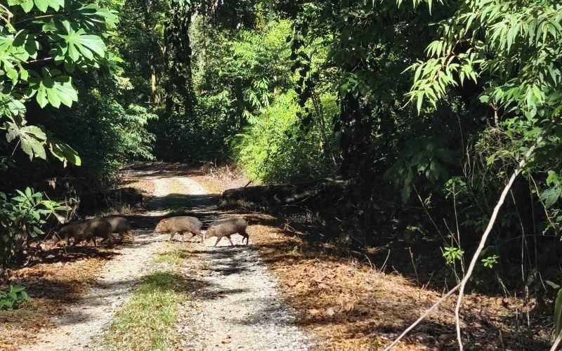 Costa Rica Conservation Land,  Eco-Lodge For Sale Golfito, 168 Acres Titled Jungle, Sustainable Real Estate Costa Rica, Private Waterfalls Golfito, Biological Corridor Property