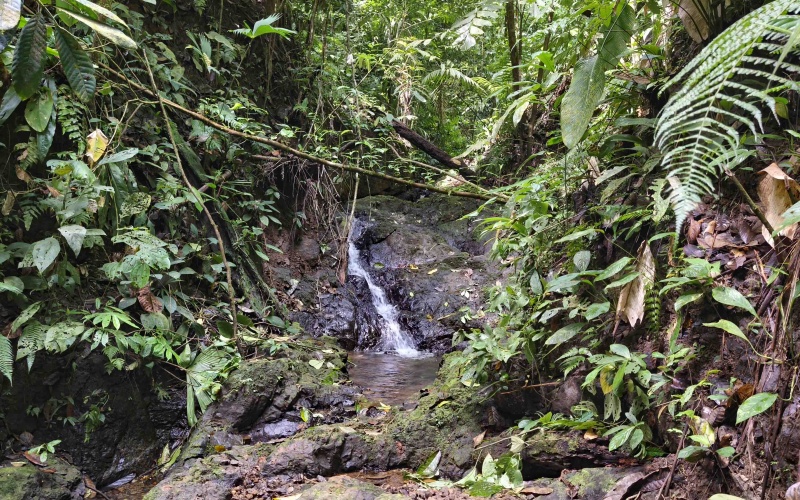 Costa Rica Conservation Land,  Eco-Lodge For Sale Golfito, 168 Acres Titled Jungle, Sustainable Real Estate Costa Rica, Private Waterfalls Golfito, Biological Corridor Property