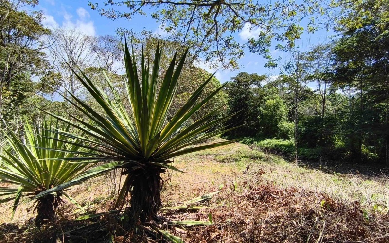 Costa Rica Conservation Land,  Eco-Lodge For Sale Golfito, 168 Acres Titled Jungle, Sustainable Real Estate Costa Rica, Private Waterfalls Golfito, Biological Corridor Property
