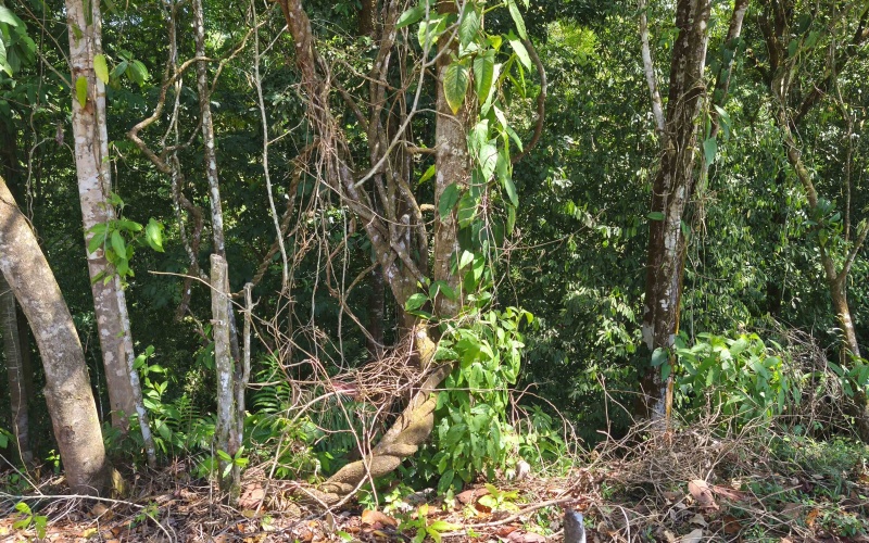 Golfito real estate, Golfo Dulce ocean view land, titled property Costa Rica, luxury development Golfito, off-grid solar land, Cielo Lodge road property, Costa Rica boutique hotel site