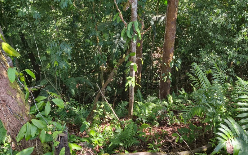 Golfito real estate, Golfo Dulce ocean view land, titled property Costa Rica, luxury development Golfito, off-grid solar land, Cielo Lodge road property, Costa Rica boutique hotel site