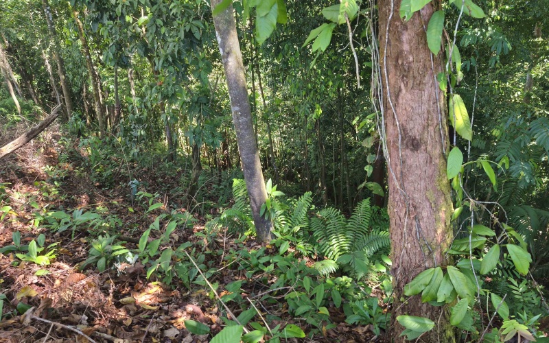 Golfito real estate, Golfo Dulce ocean view land, titled property Costa Rica, luxury development Golfito, off-grid solar land, Cielo Lodge road property, Costa Rica boutique hotel site