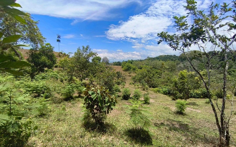 Cuervito real estate, Pavones riverfront land, gated community Costa Rica, large lots Pavones, Pilon surf property, mountain view land Pavones, Southern Zone real estate.