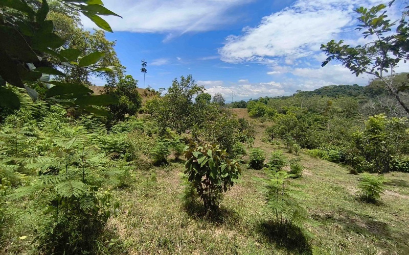 Cuervito real estate, Pavones riverfront land, gated community Costa Rica, large lots Pavones, Pilon surf property, mountain view land Pavones, Southern Zone real estate.
