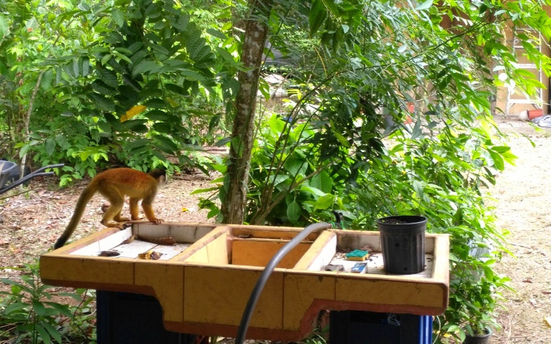 Playa Zancudo real estate, exotic hardwood home Costa Rica, 3 bedroom home Zancudo, surf property Costa Rica, Pavones real estate, Pilon surfing property, investment property Costa Rica, jungle sanctuary, edible landscape home, concrete block home Zancudo.
