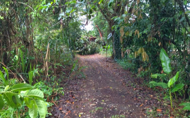 Playa Zancudo real estate, exotic hardwood home Costa Rica, 3 bedroom home Zancudo, surf property Costa Rica, Pavones real estate, Pilon surfing property, investment property Costa Rica, jungle sanctuary, edible landscape home, concrete block home Zancudo.