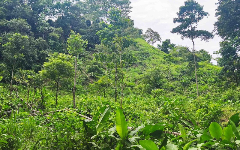 Pavones Costa Rica real estate, ocean view land Pavones, 26 acres Pavones, La Hierba property for sale, riverfront land Costa Rica, ocean view acreage Pavones, Costa Rica development land, waterfall property Pavones