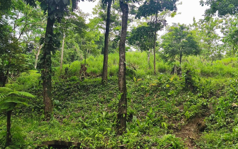 Pavones Costa Rica real estate, ocean view land Pavones, 26 acres Pavones, La Hierba property for sale, riverfront land Costa Rica, ocean view acreage Pavones, Costa Rica development land, waterfall property Pavones