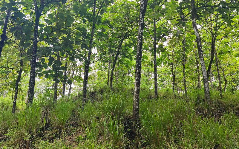 Pavones Costa Rica real estate, ocean view land Pavones, 26 acres Pavones, La Hierba property for sale, riverfront land Costa Rica, ocean view acreage Pavones, Costa Rica development land, waterfall property Pavones