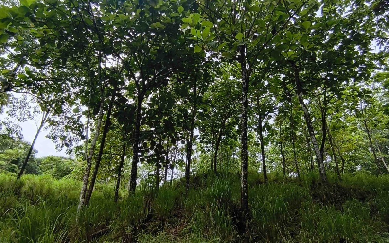 Pavones Costa Rica real estate, ocean view land Pavones, 26 acres Pavones, La Hierba property for sale, riverfront land Costa Rica, ocean view acreage Pavones, Costa Rica development land, waterfall property Pavones