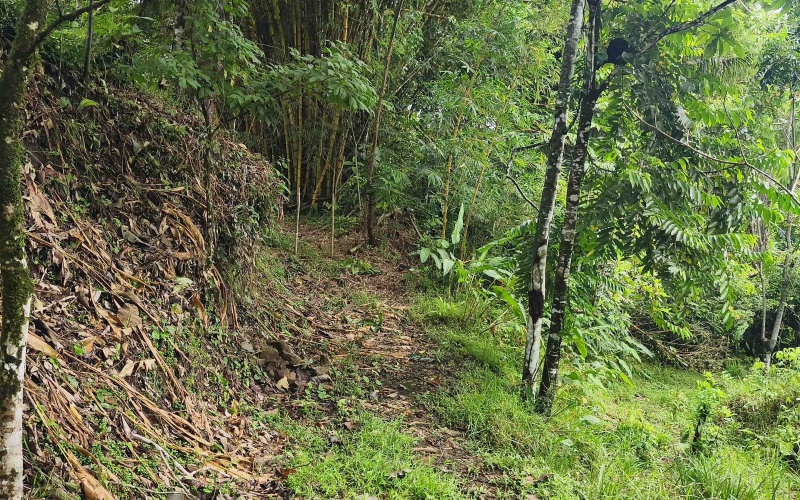 Pavones Costa Rica real estate, ocean view land Pavones, 26 acres Pavones, La Hierba property for sale, riverfront land Costa Rica, ocean view acreage Pavones, Costa Rica development land, waterfall property Pavones