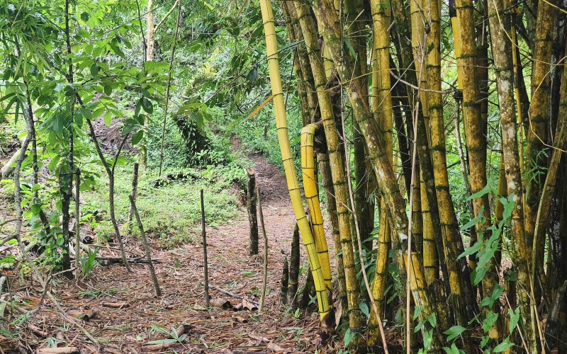 Pavones Costa Rica real estate, ocean view land Pavones, 26 acres Pavones, La Hierba property for sale, riverfront land Costa Rica, ocean view acreage Pavones, Costa Rica development land, waterfall property Pavones