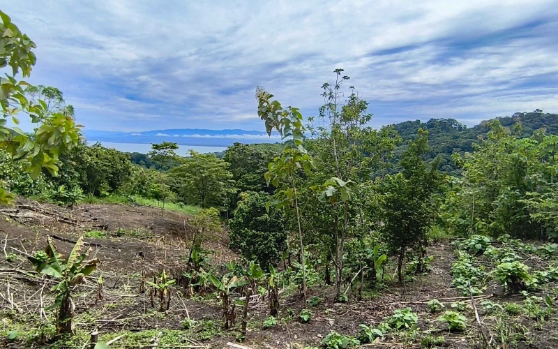 Pavones Costa Rica real estate, ocean view land Pavones, 26 acres Pavones, La Hierba property for sale, riverfront land Costa Rica, ocean view acreage Pavones, Costa Rica development land, waterfall property Pavones